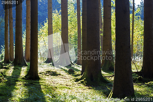 Image of Autumnal morning light in a forest