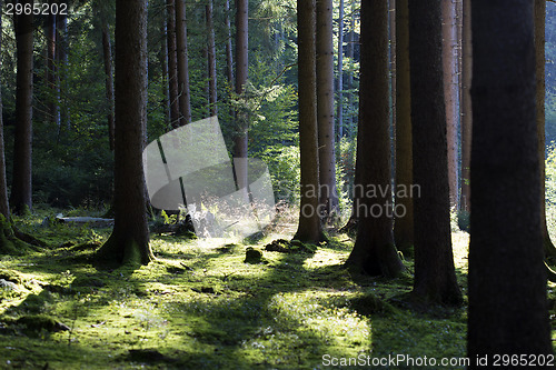 Image of Autumnal morning light in a forest