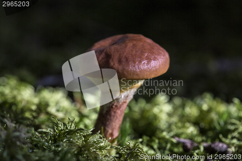 Image of Brown mushroom in the forest