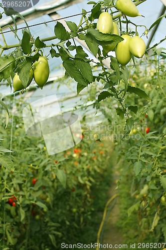 Image of Oblong green tomatoes hanging in hothouse