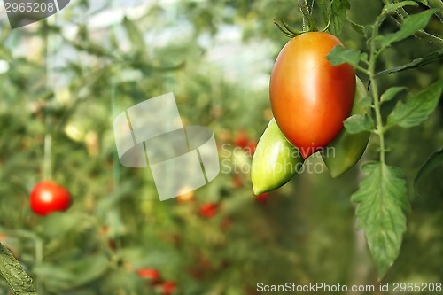 Image of Oblong red tomato hanging in greenhouse