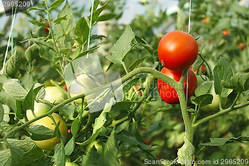 Image of Red and green tomatoes in greenhouse