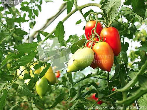 Image of Bunch of oblong red tomatoes