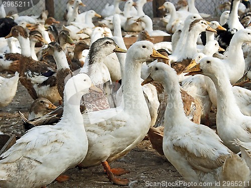 Image of Domestic ducks in the poultry yard