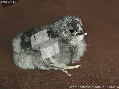 Image of Small gray fluffy chicken