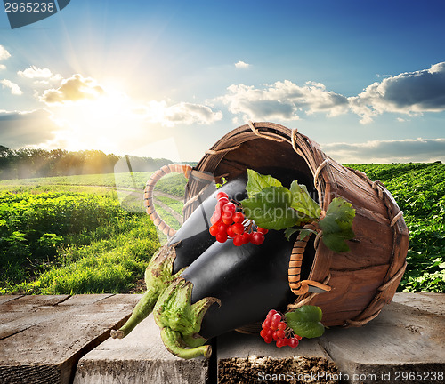 Image of Eggplants and landscape