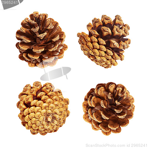 Image of Pine cones