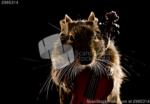 Image of musical degu