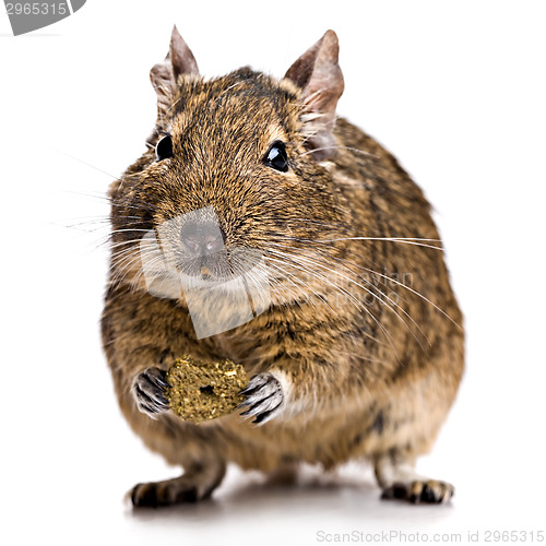 Image of degu