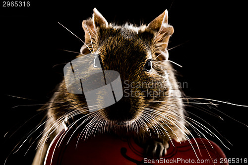 Image of musical degu