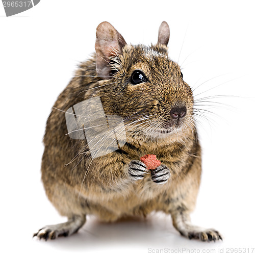 Image of degu