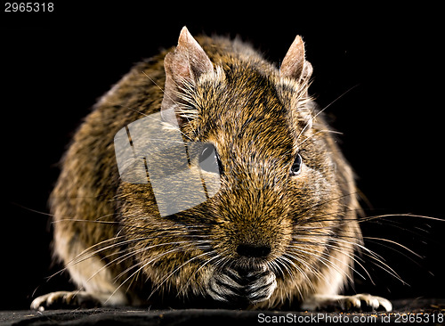 Image of degu