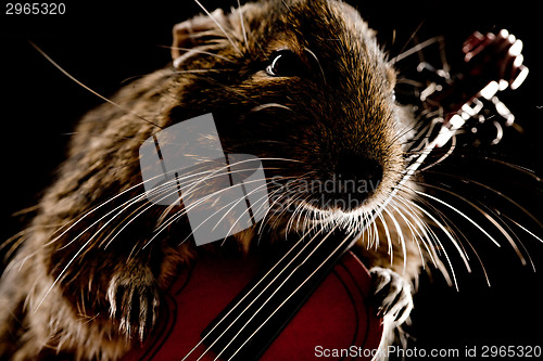 Image of musical degu