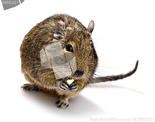 Image of degu