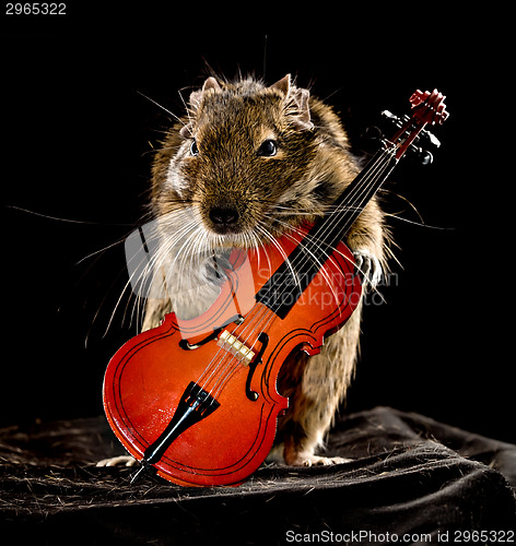 Image of musical degu