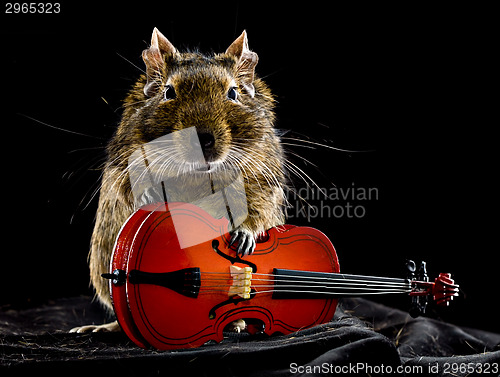 Image of musical degu