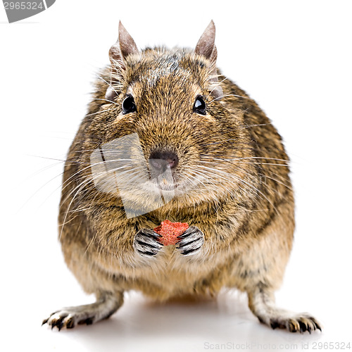 Image of degu