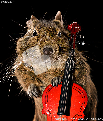 Image of musical degu