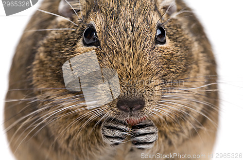 Image of degu