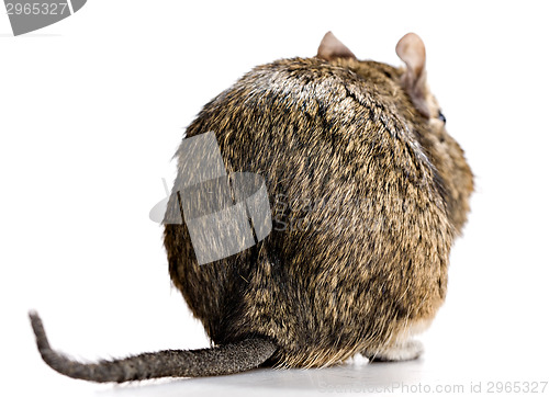 Image of degu back view