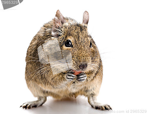 Image of degu