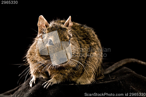 Image of degu