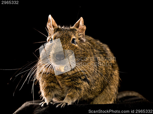 Image of degu