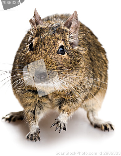 Image of degu