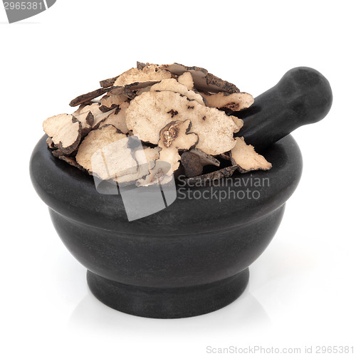 Image of Zhu Ling Mushroom