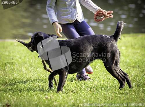 Image of  young girl and dog on the grass
