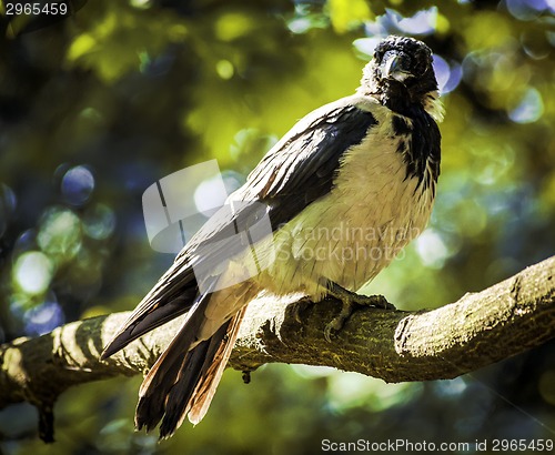 Image of Common black bird