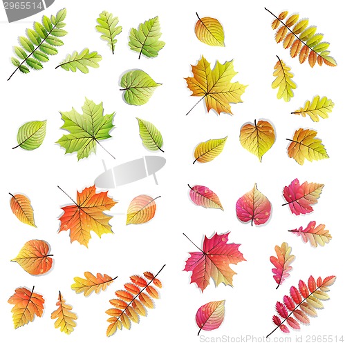 Image of Set 32 colorful leaves - Autumn, Spring.
