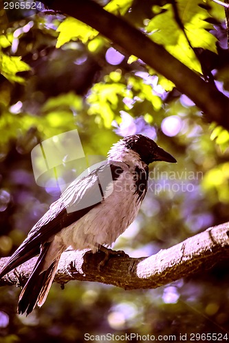 Image of Common black bird