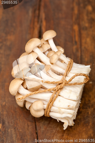 Image of fresh wild mushrooms