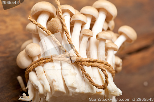 Image of fresh wild mushrooms