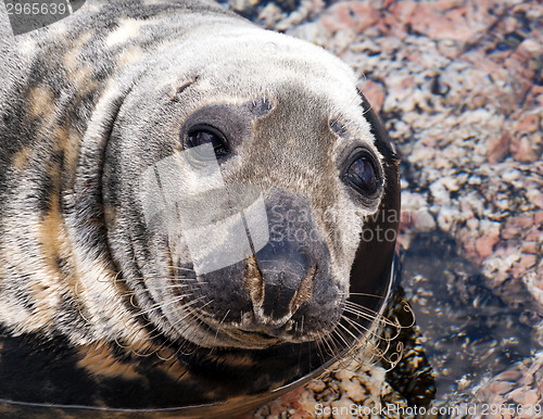 Image of Seal (Pinnipeds, often generalized as seals)