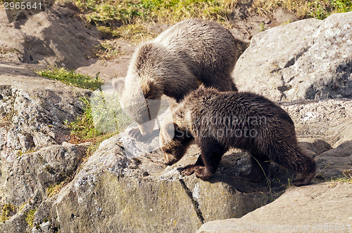 Image of Young bears