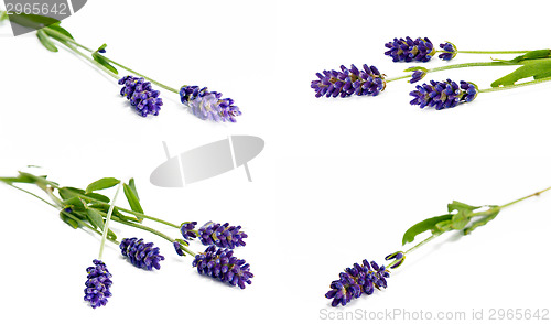 Image of Lavender