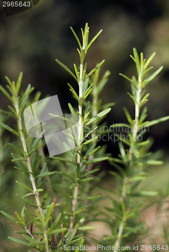 Image of Rosemary (Rosmarinus officinalis)