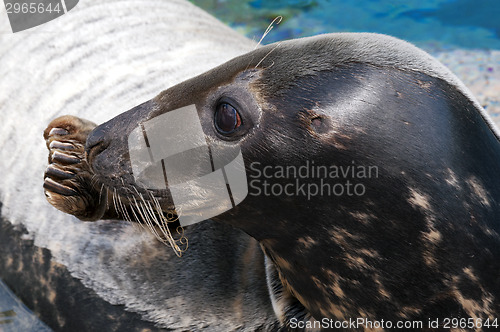 Image of Seal (Pinniped)