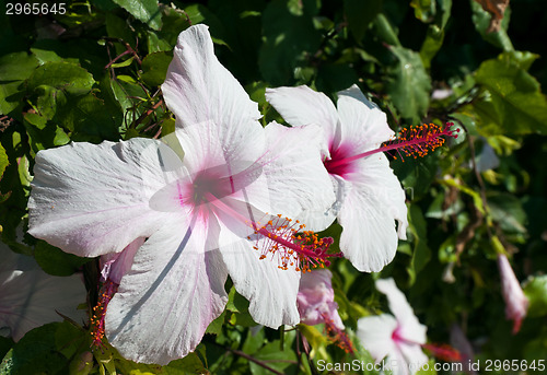 Image of White hibiscus