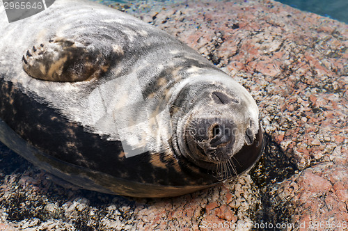 Image of Seal (Pinnipeds, often generalized as seals)