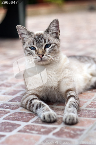 Image of Cat