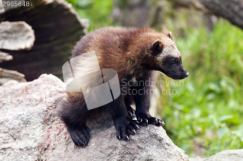 Image of Wolverine