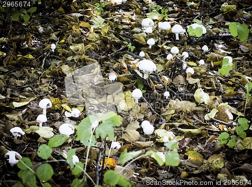 Image of White mushrooms