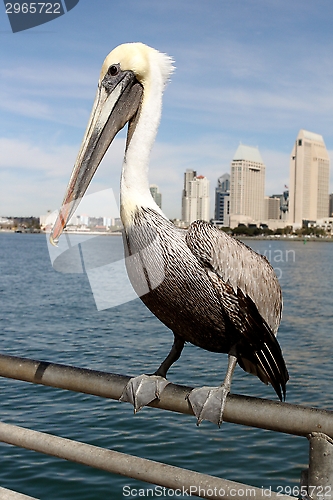 Image of San Diego Pelican