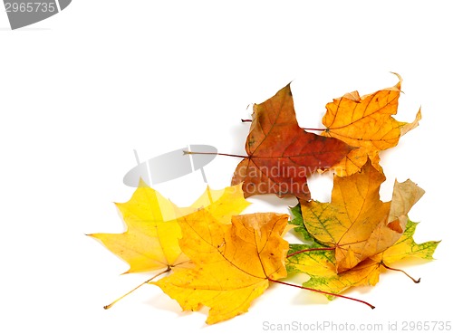 Image of Autumn dry maple leafs at corner