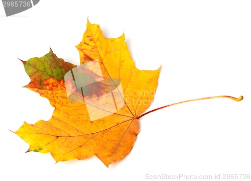 Image of Multicolor autumn maple leaf