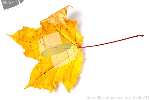 Image of Yellow dried autumn maple-leaf