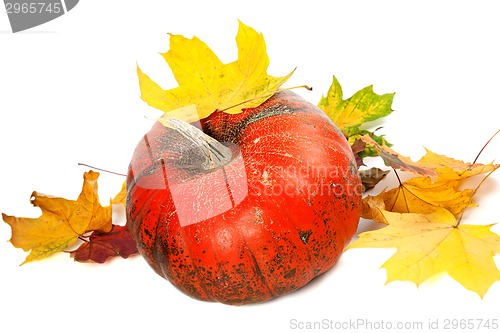 Image of Red ripe pumpkin and autumn leaves